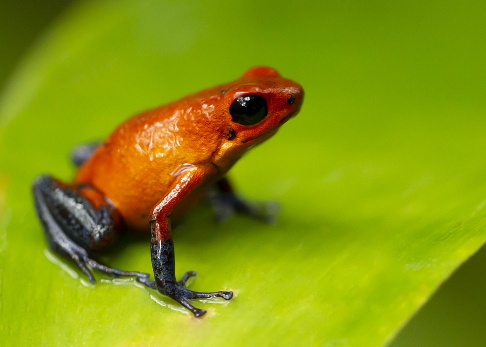 STRAWBERRY POISON DART FROG