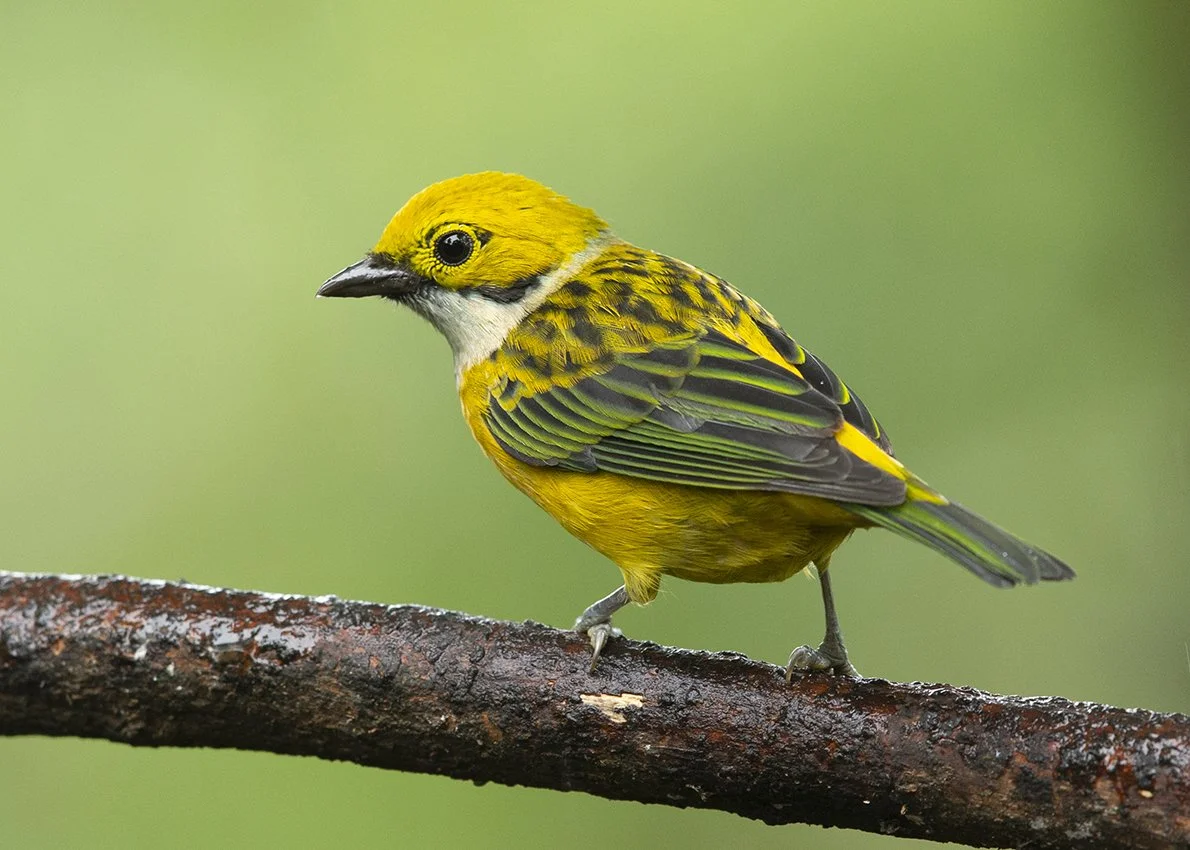 SILVER_THROATED_TANAGER_04.jpg