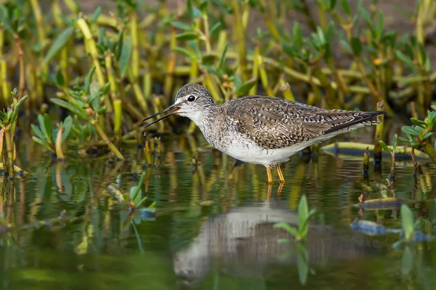 LESSER YELLOWLEGS