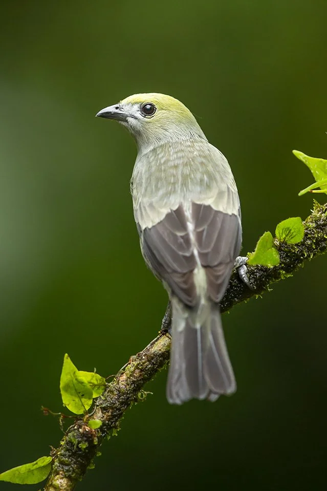 PALM TANAGER