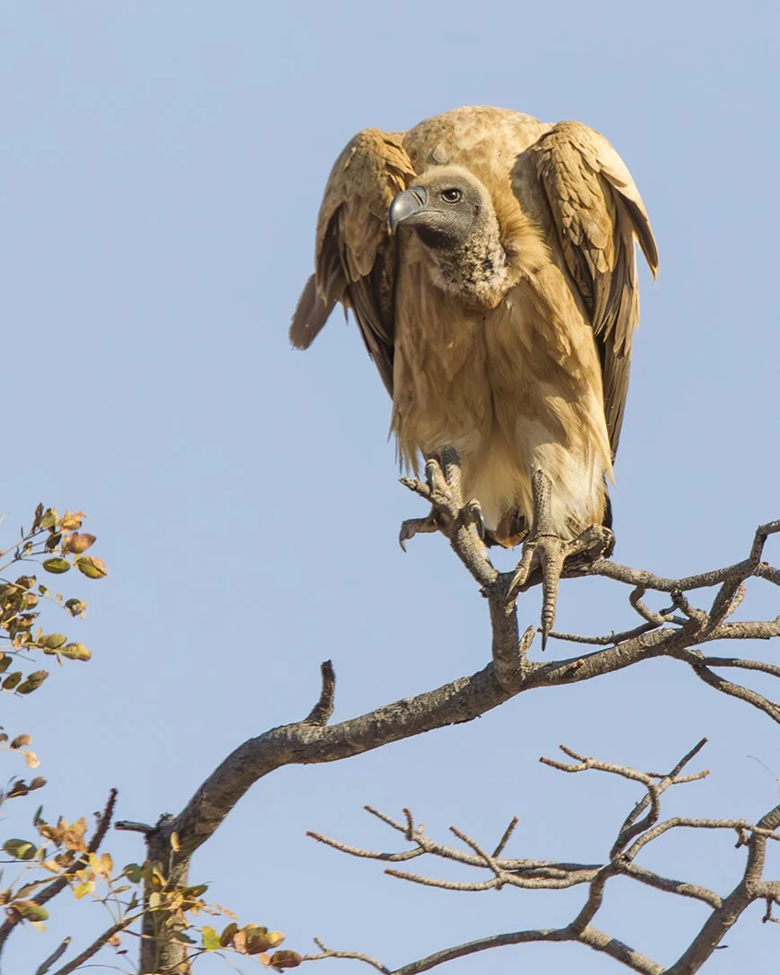 WHITE_BACKED_VULTURE_03.jpg