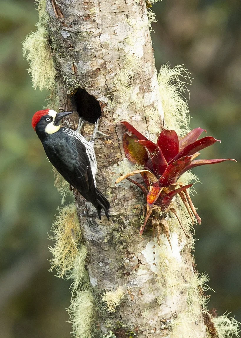 ACORN WOODPECKER_01.jpg