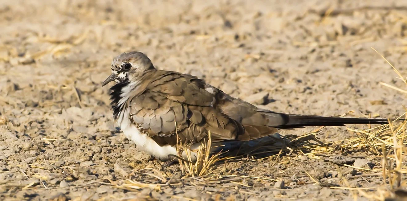 NAMAQUA_DOVE_02.jpg