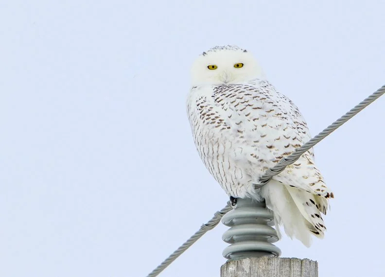 SNOWY OWL