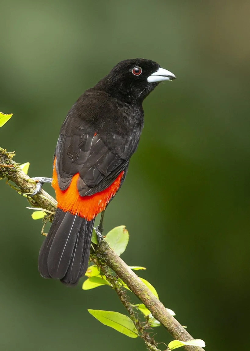 SCARLET_RUMPED_TANAGER_04.jpg