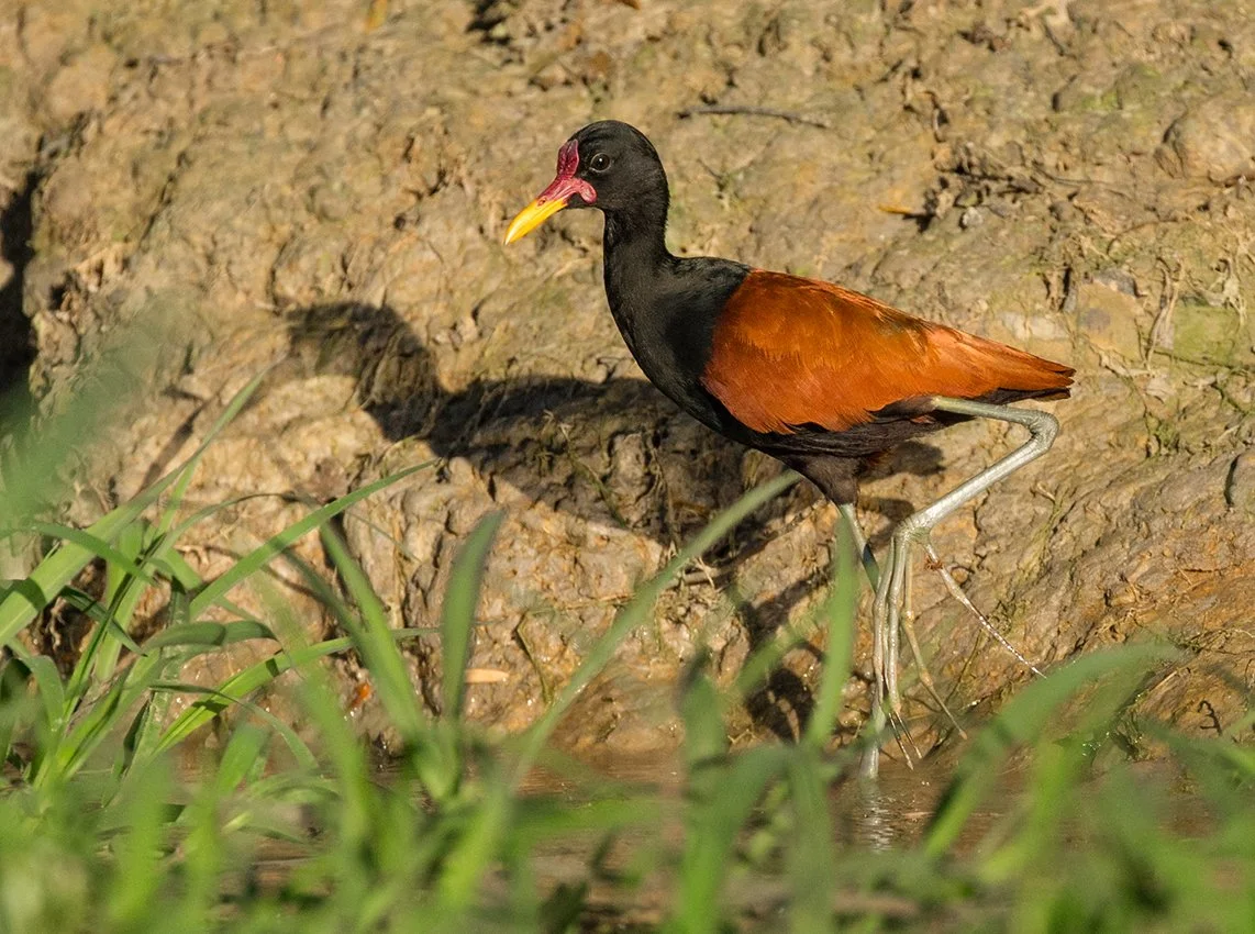 WATTLED_JACANA_08.jpg