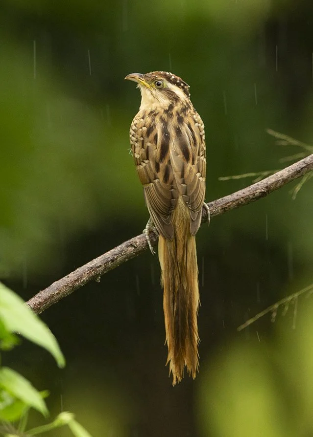 STRIPED_CUCKOO_01.jpg