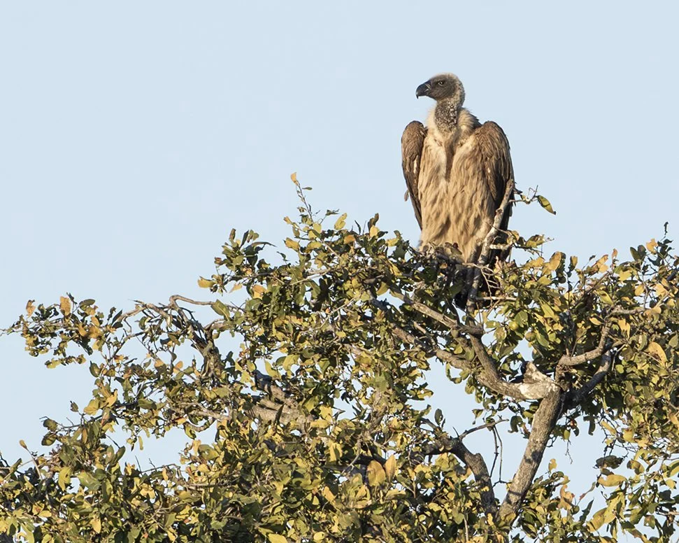 WHITE_BACKED_VULTURE_01.jpg