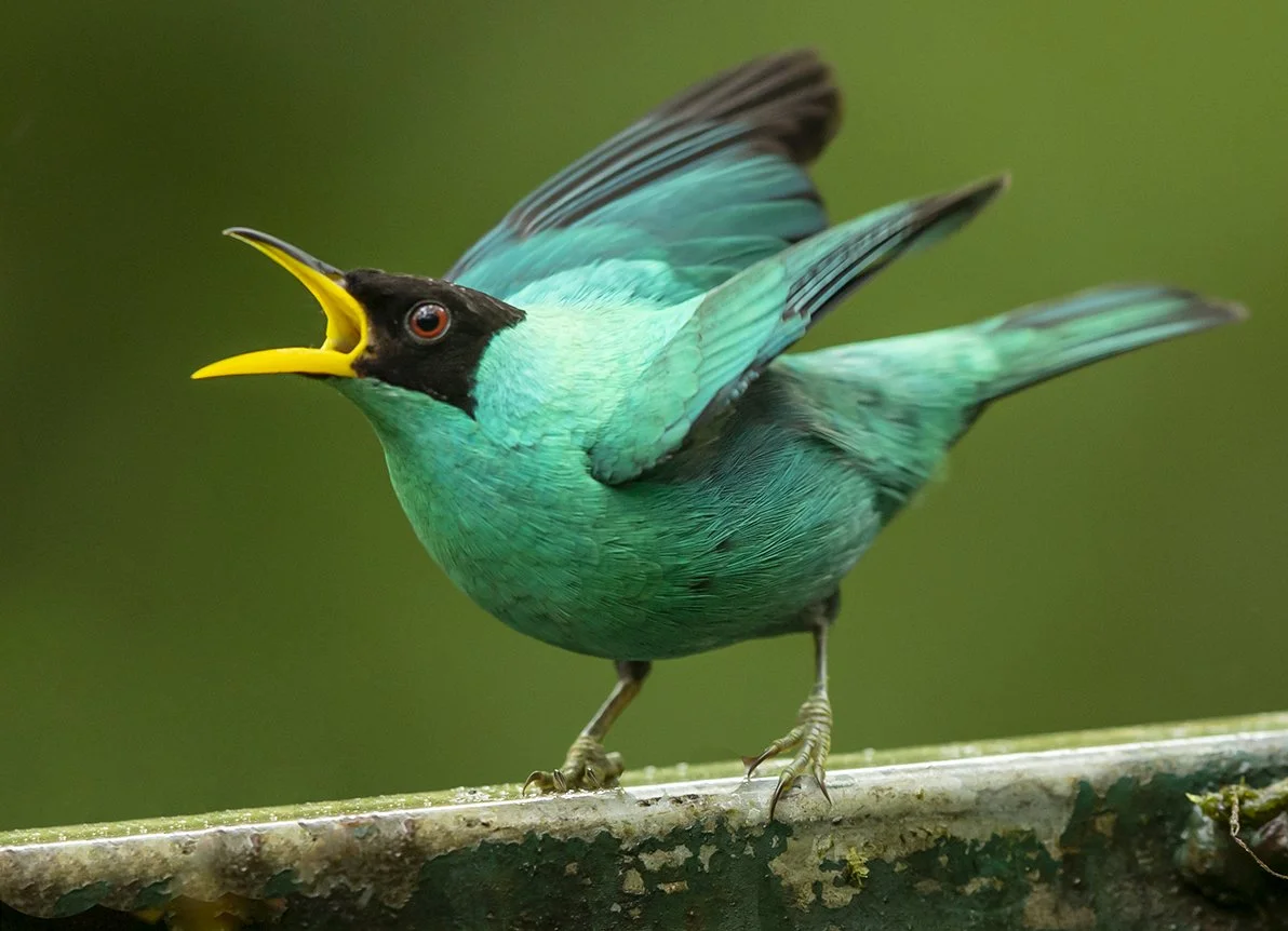 GREEN HONEYCREEPER