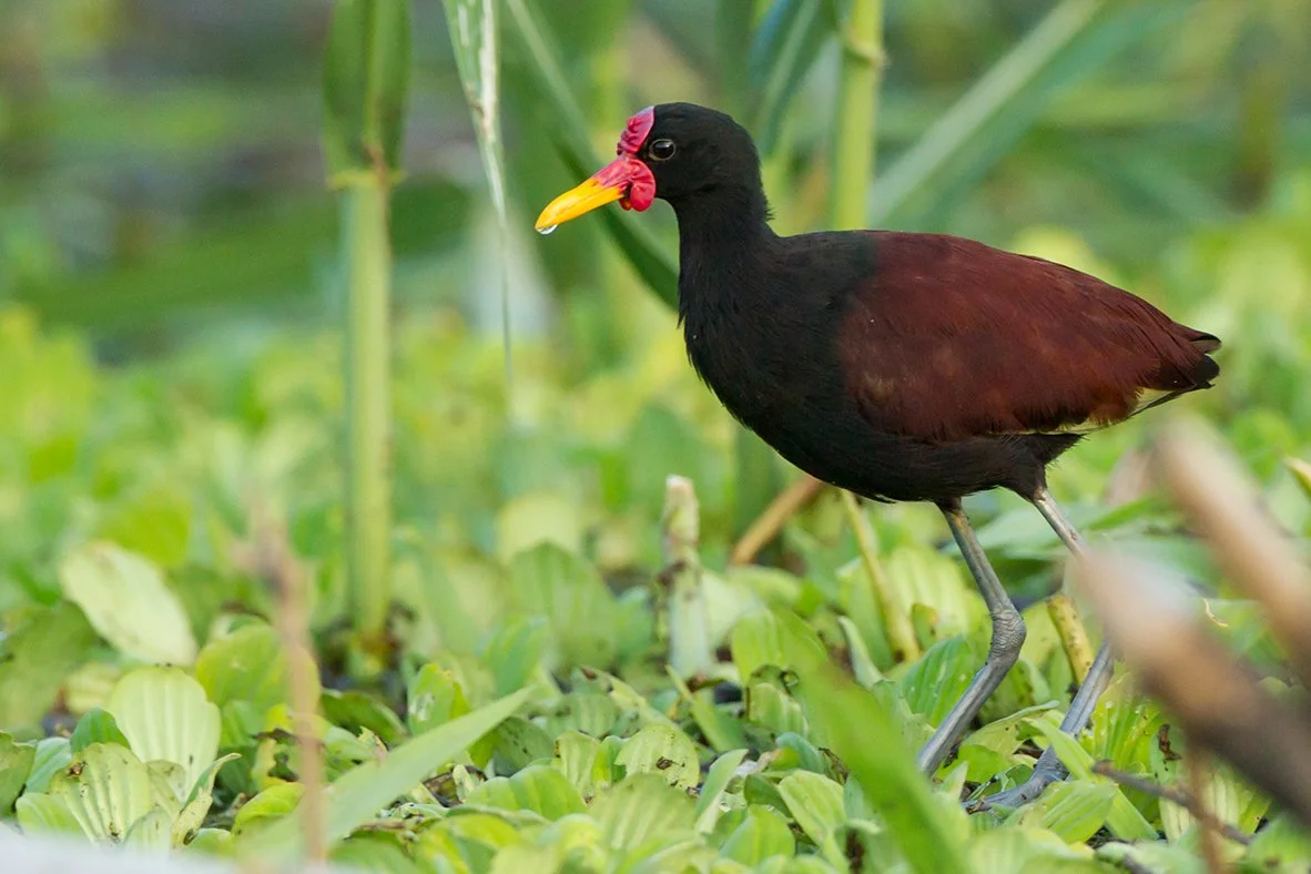 WATTLED_JACANA_02.jpg