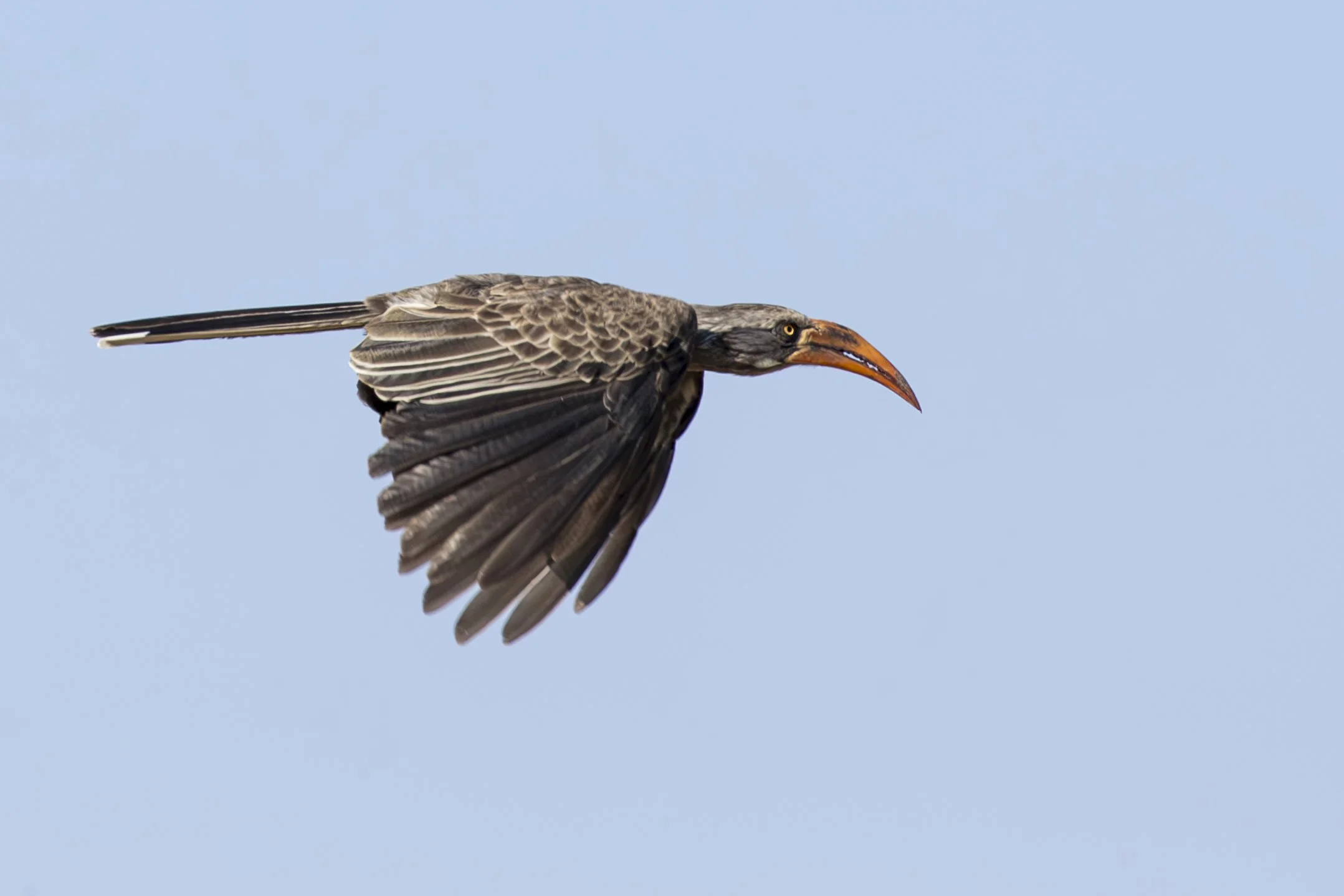 BRADFIELDS_HORNBILL_02.jpg