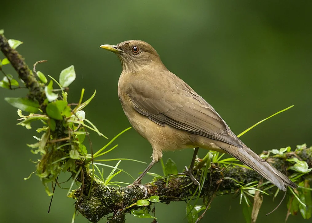 CLAY-COLORED THRUSH