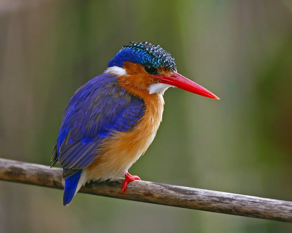 MALACHITE KINGFISHER