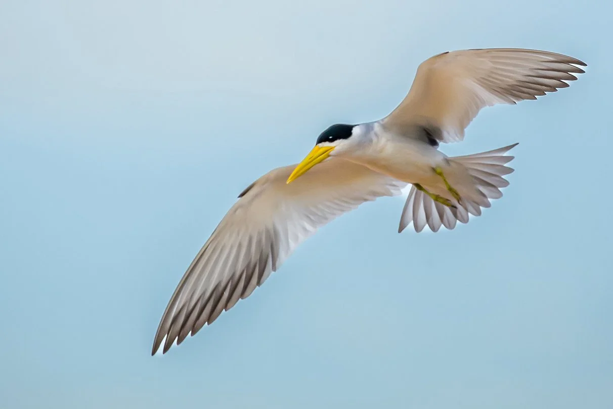 LARGE_BILLED_TERN_12.jpg