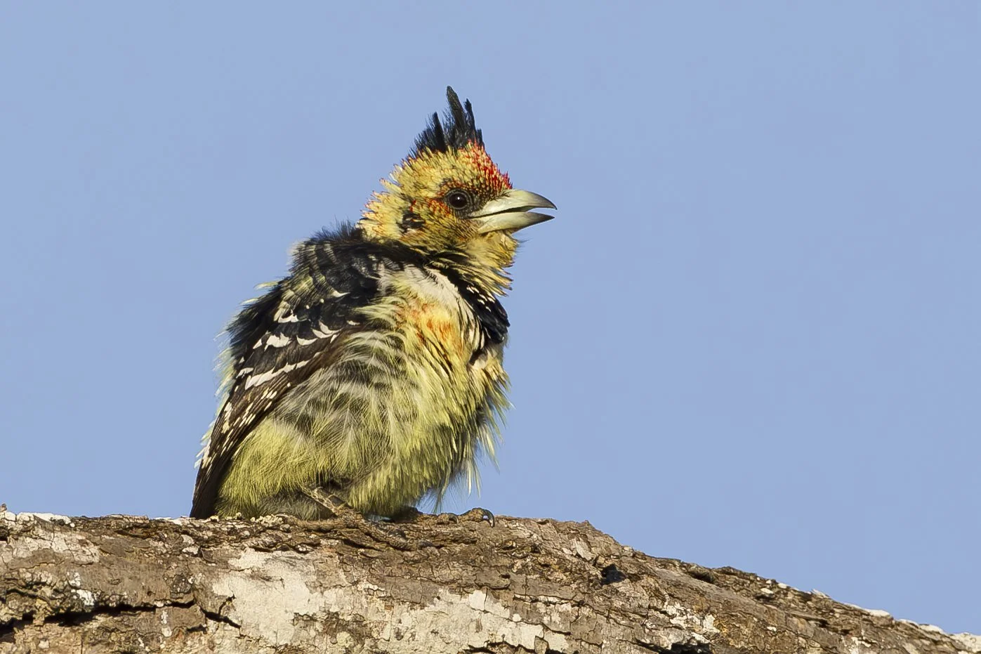 CRESTED_BARBET_01.jpg