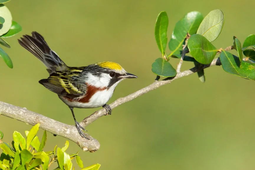 CHESTNUT-SIDED WARBLER