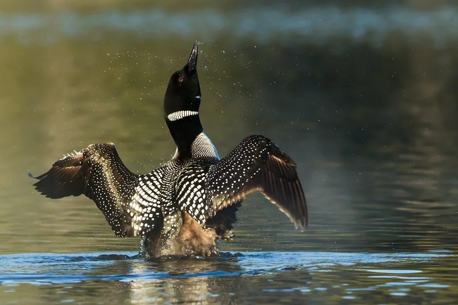 COMMON LOON