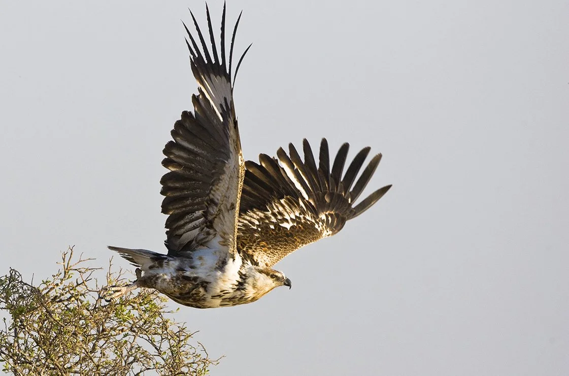 AFRICAN_FISH_EAGLE_04.jpg