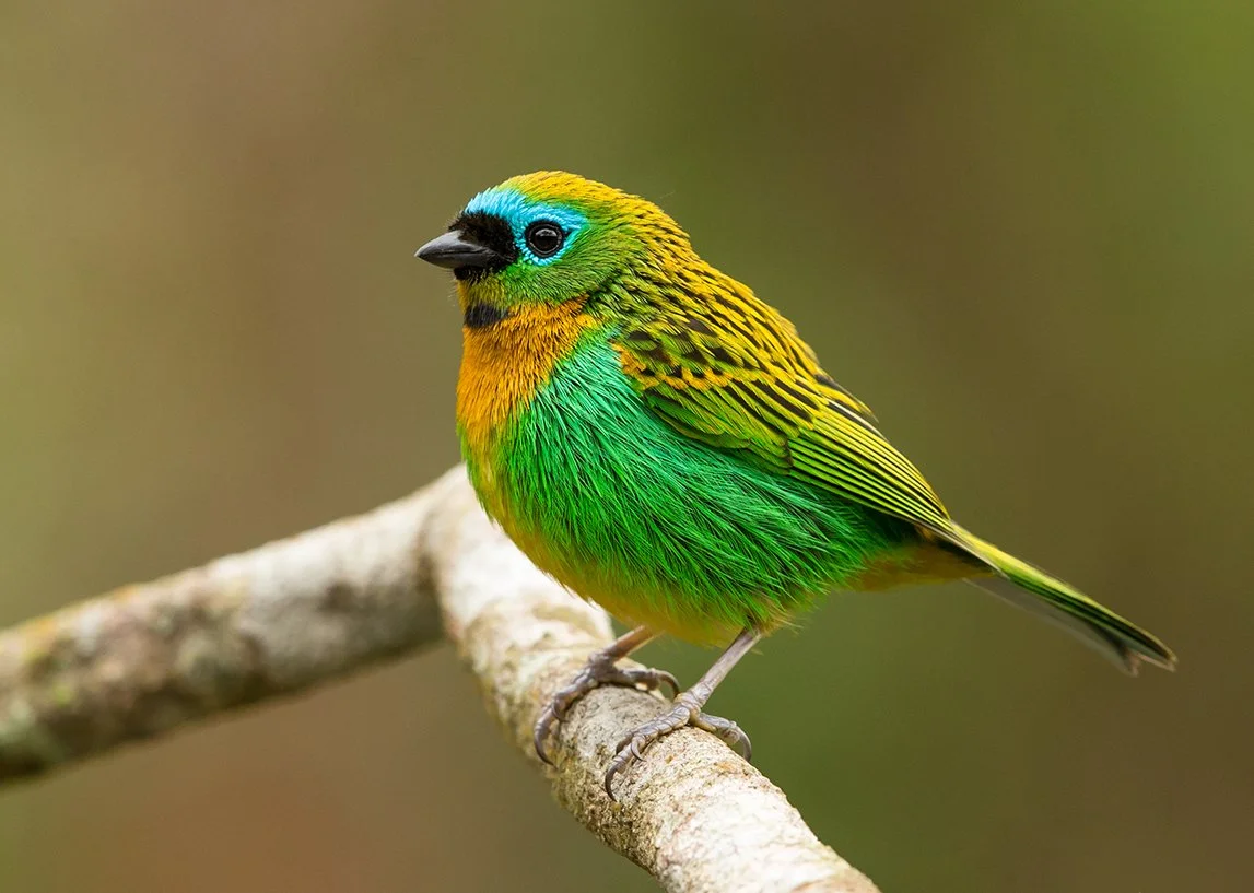 BRASSY-BREASTED TANAGER_04.jpg