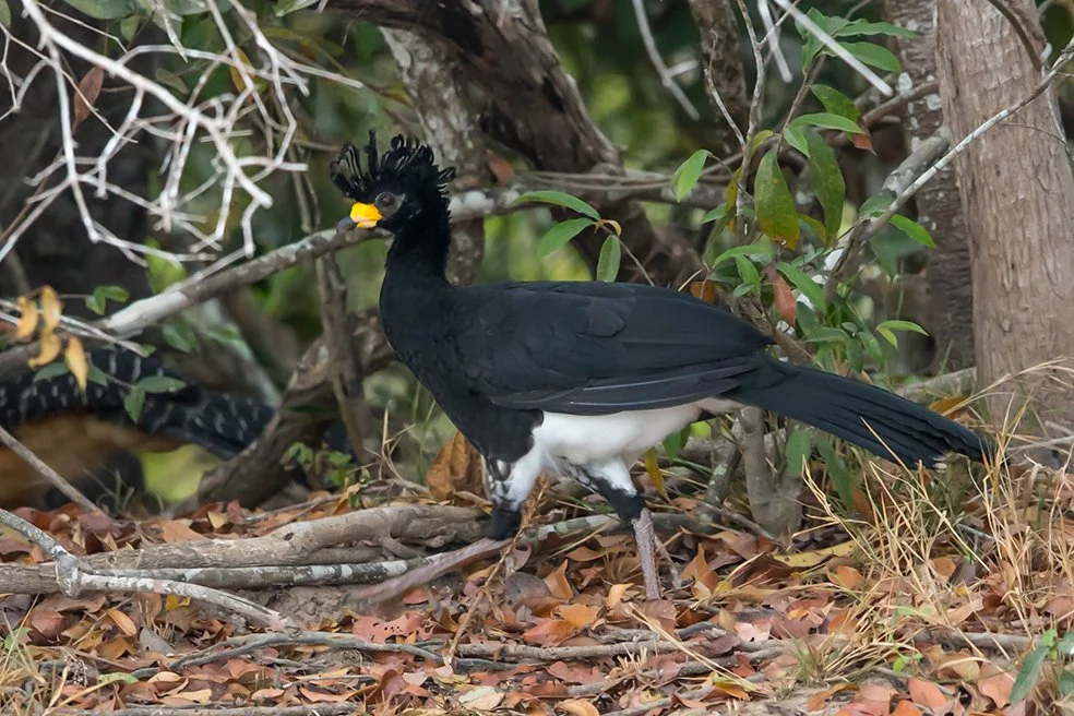 BLACK CURASSOW