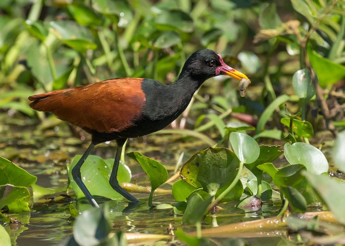 WATTLED_JACANA_05.jpg