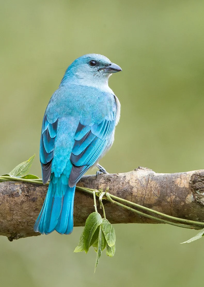 AZURE-SHOULDERED TANAGER