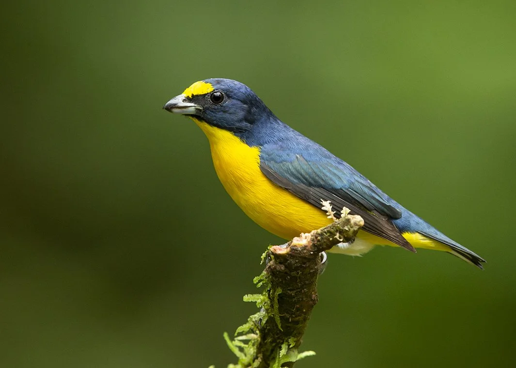 YELLOW-THROATED_EUPHONIA_03.jpg