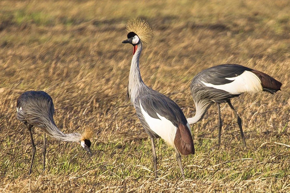 GREY_CROWNED_CRANE_04.jpg