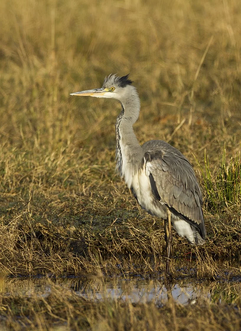 GREY_HERON_05.jpg