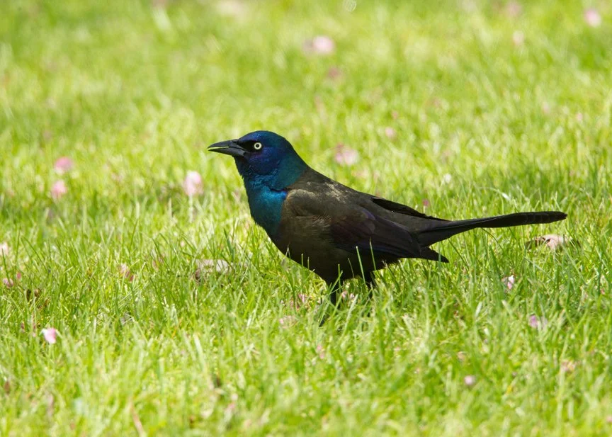 COMMON GRACKLE