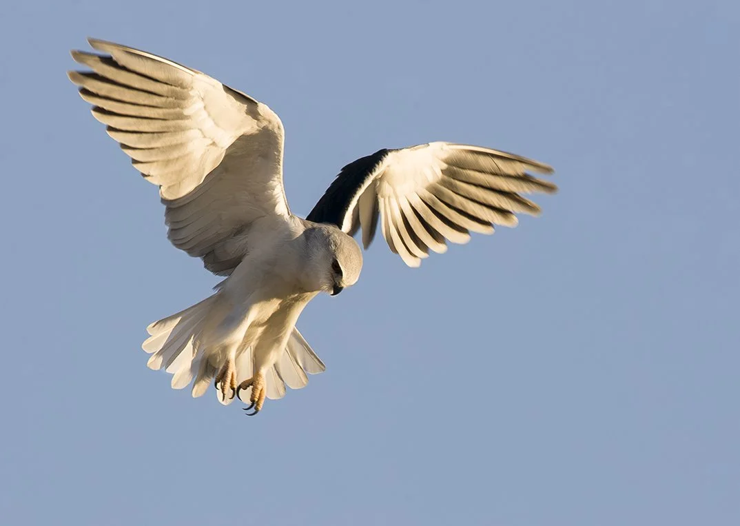 BLACK_SHOULDERED_KITE_02.jpg