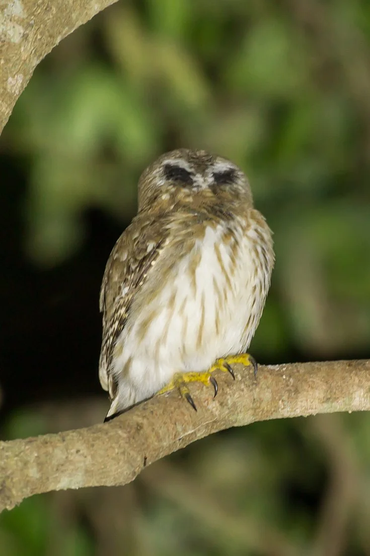 AMAZONIAN_PYGMY_OWL_02.jpg