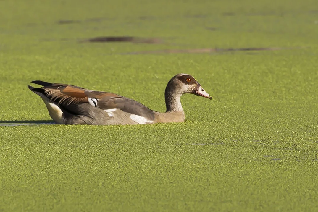 EGYPTIAN_GOOSE_01.jpg