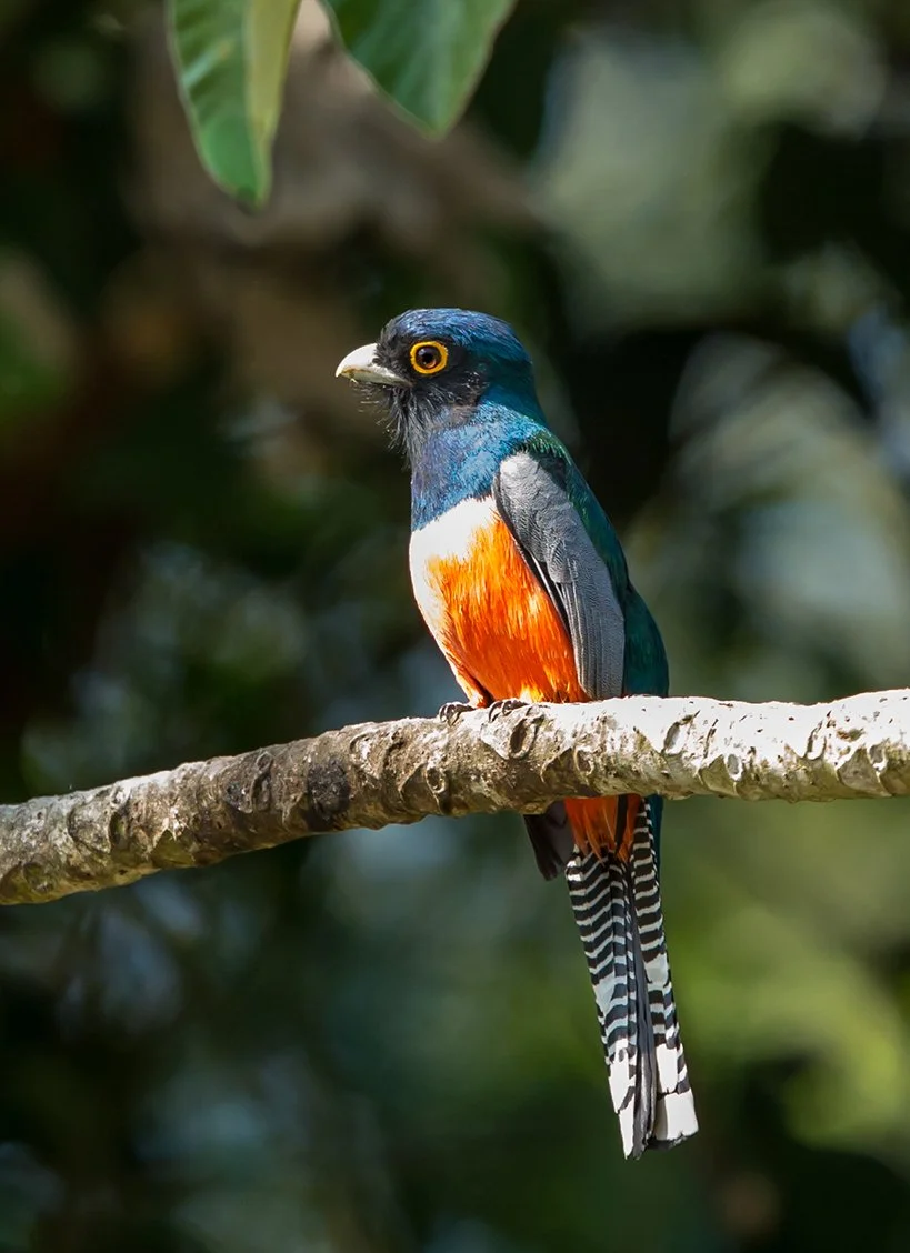 BLUE_CROWNED_TROGAN_03.jpg