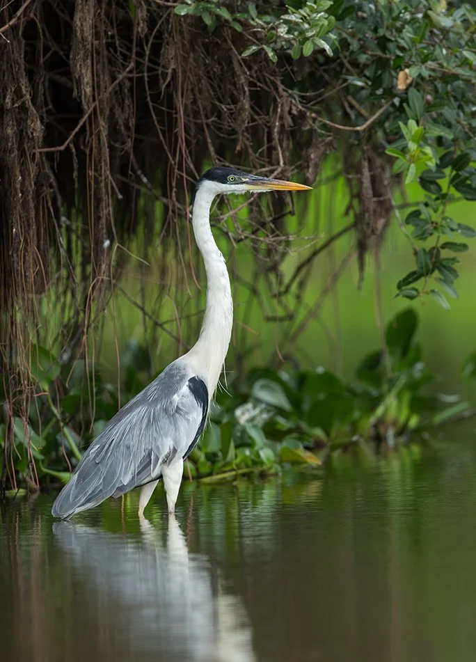 COCOI_HERON_04.jpg