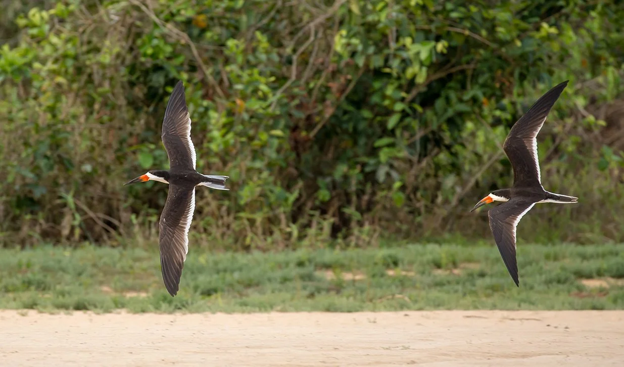 BLACK_SKIMMER_05.jpg