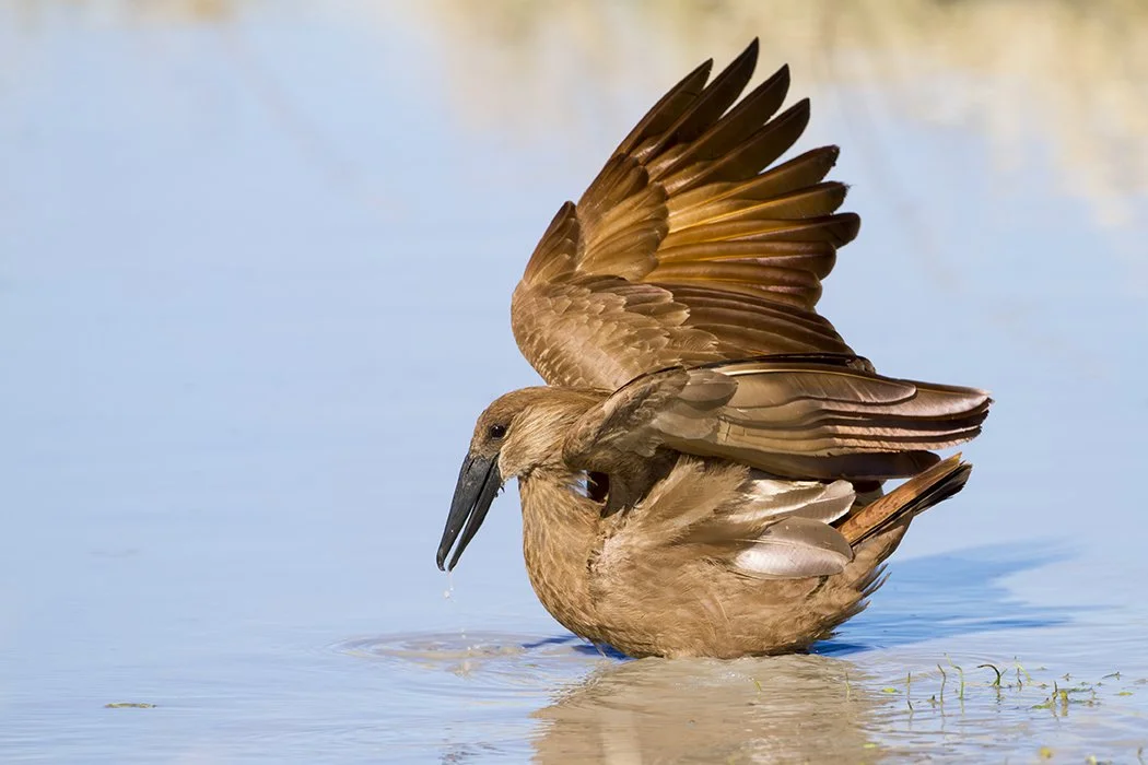 HAMERKOP_04.jpg