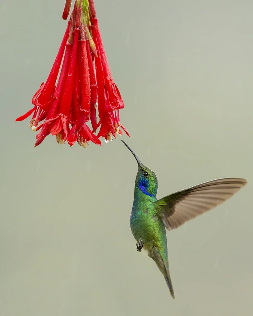 GREEN_VIOLETEAR_02.jpg