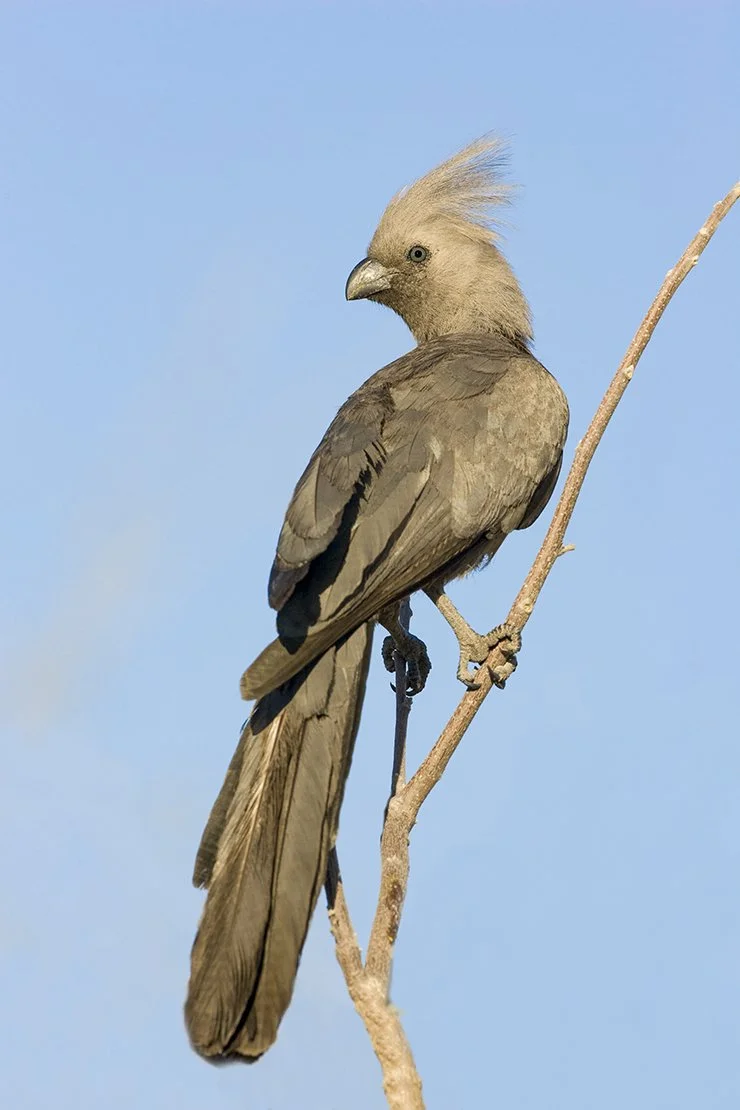GREY LOURIE (GO-AWAY BIRD)