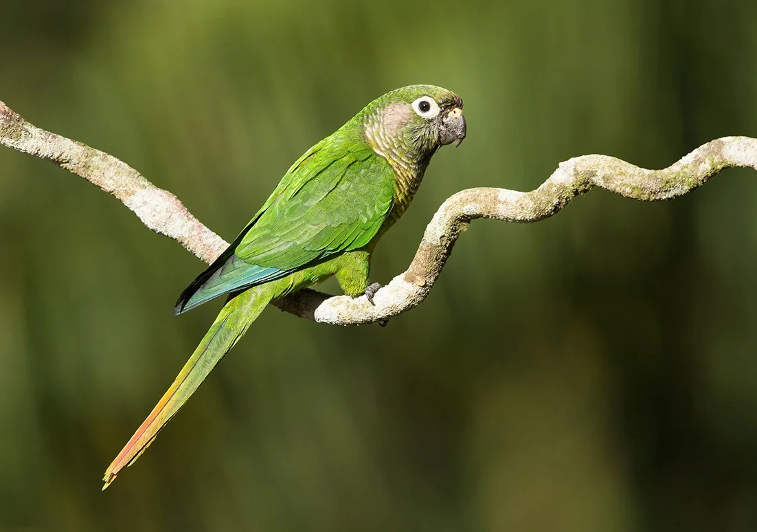 MAROON_BELLIED_PARAKEET_05.jpg