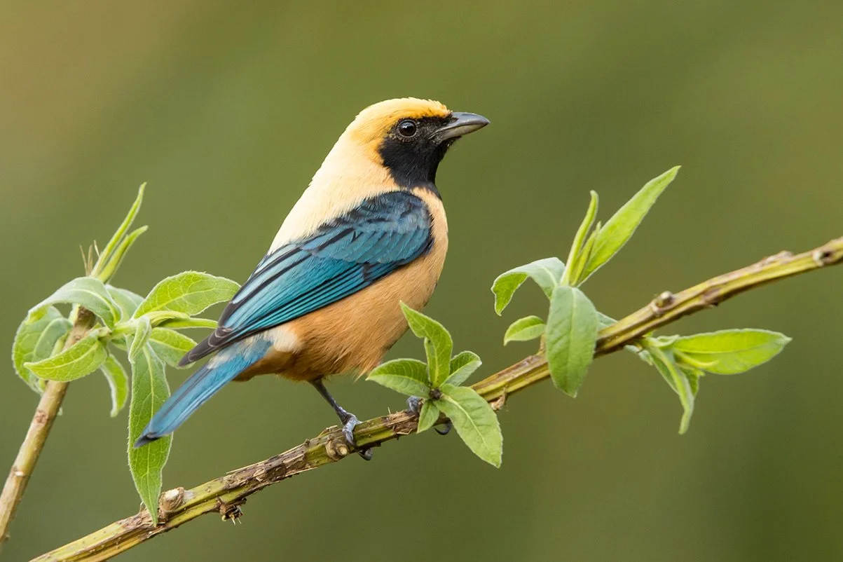 BURNISHED-BUFF TANAGER_02.jpg