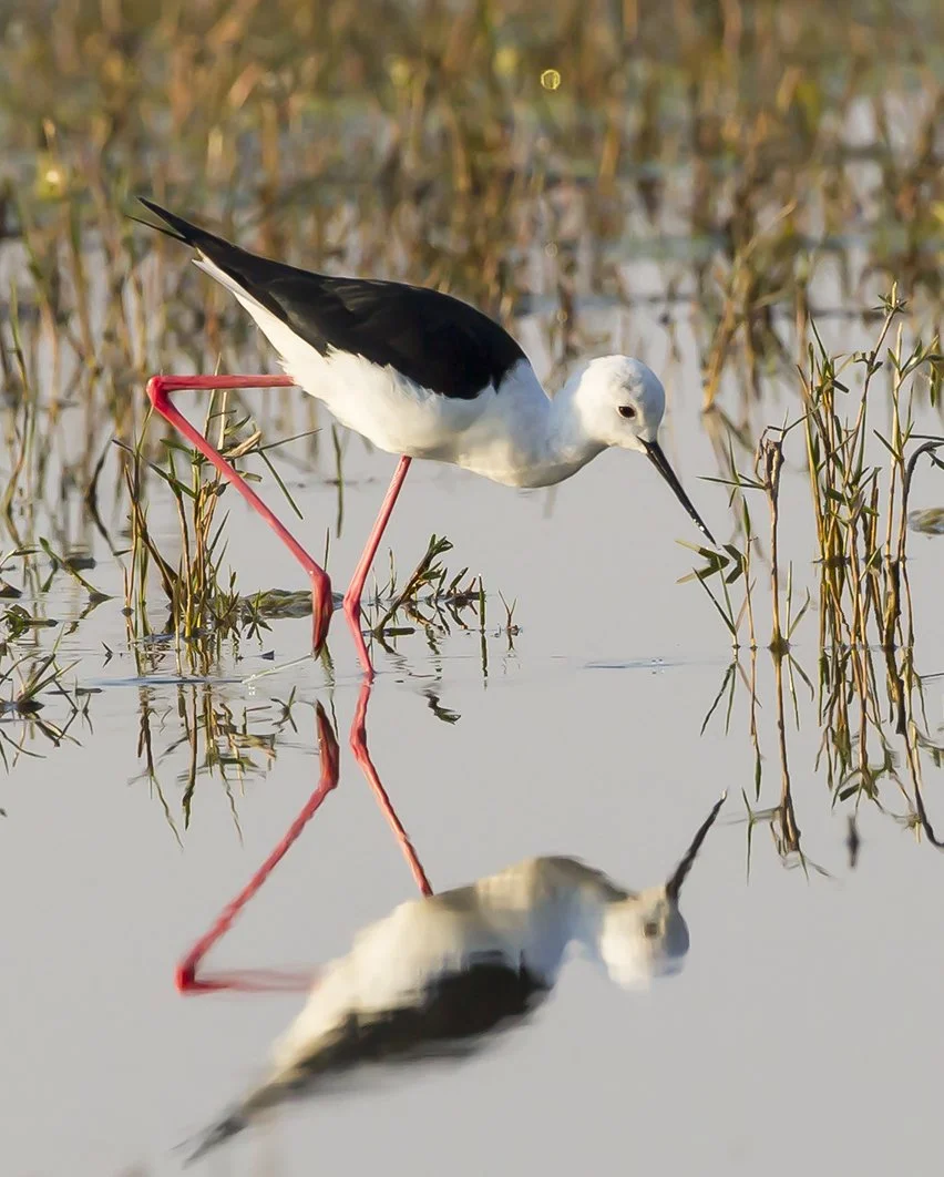 BLACK_WINGED_STILT_01.jpg