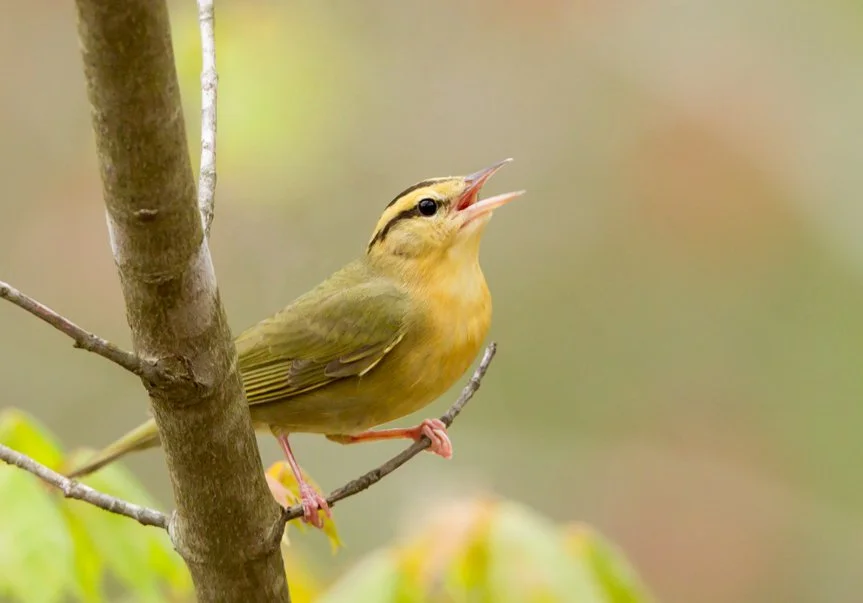 WORM-EATING WARBLER