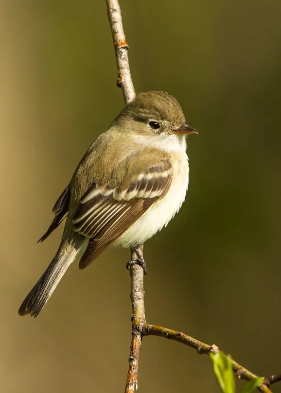 LEAST FLYCATCHER