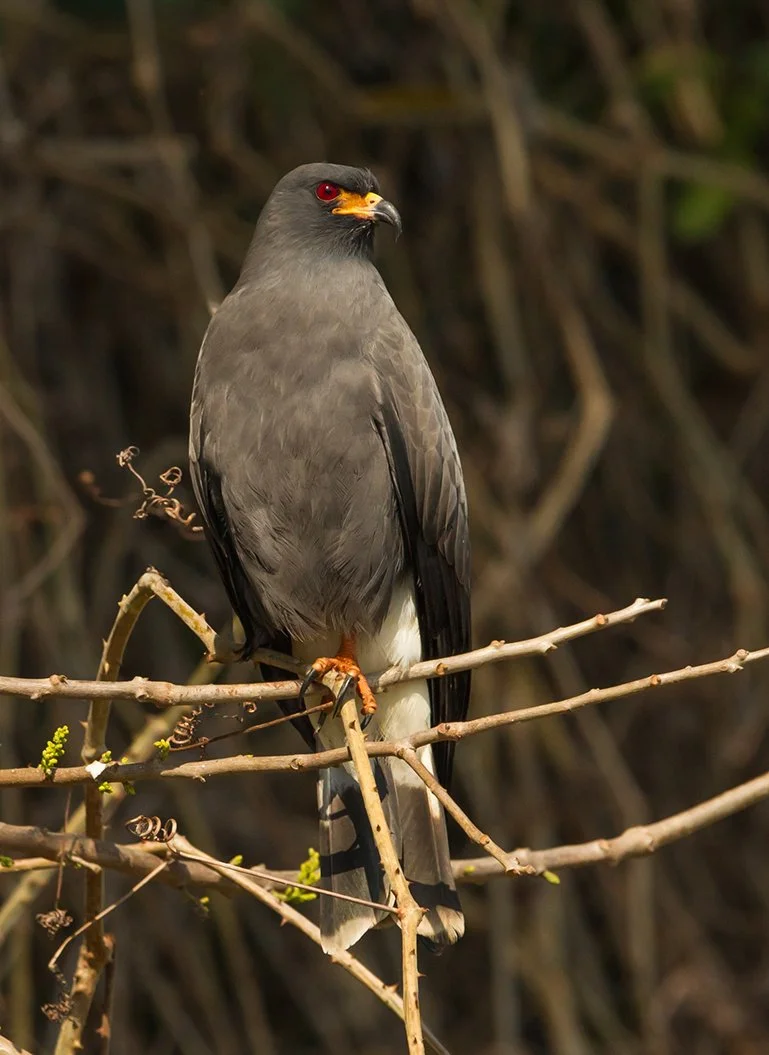 SNAIL_KITE_03.jpg
