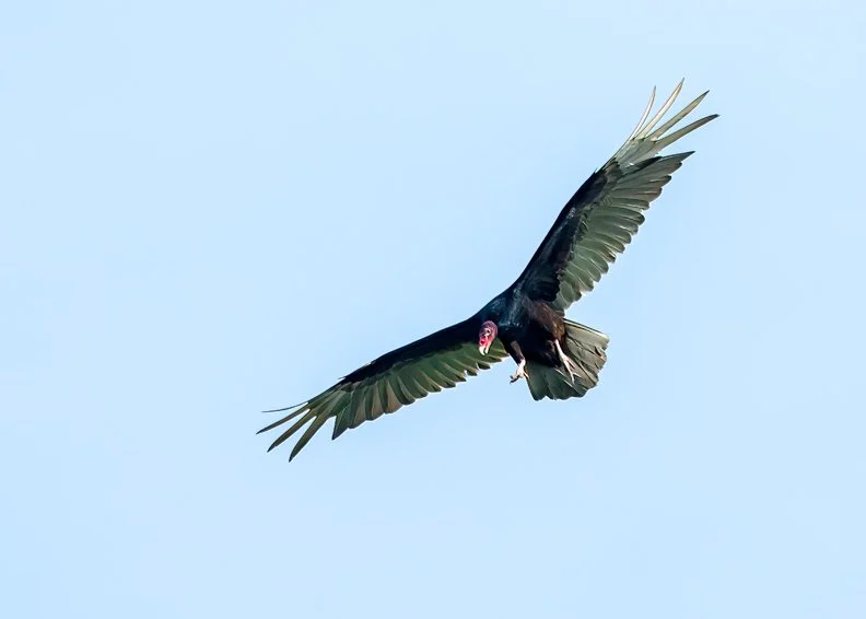 TURKEY VULTURE
