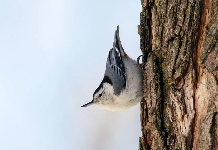 WHITE-BREASTED_NUTHATCH