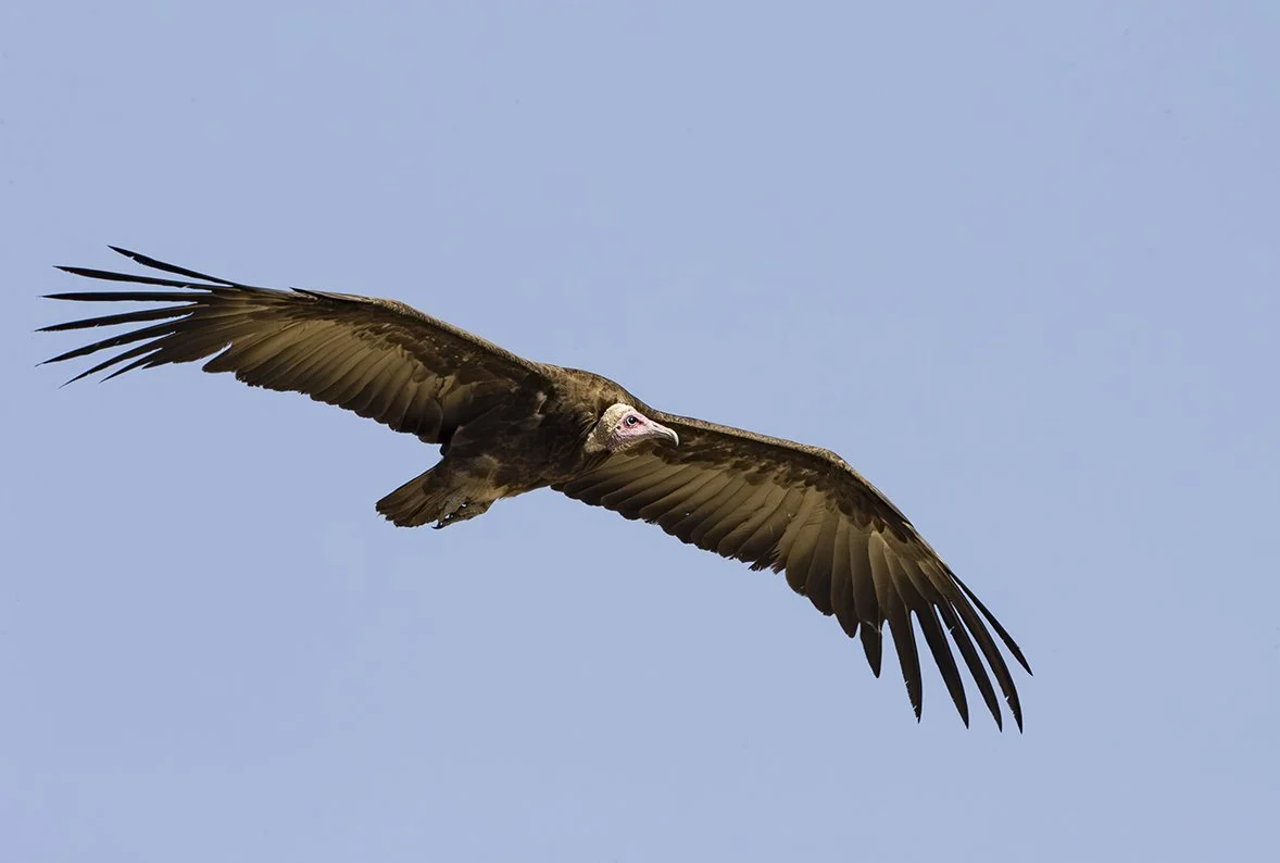 LAPPET_FACED_VULTURE_10.jpg