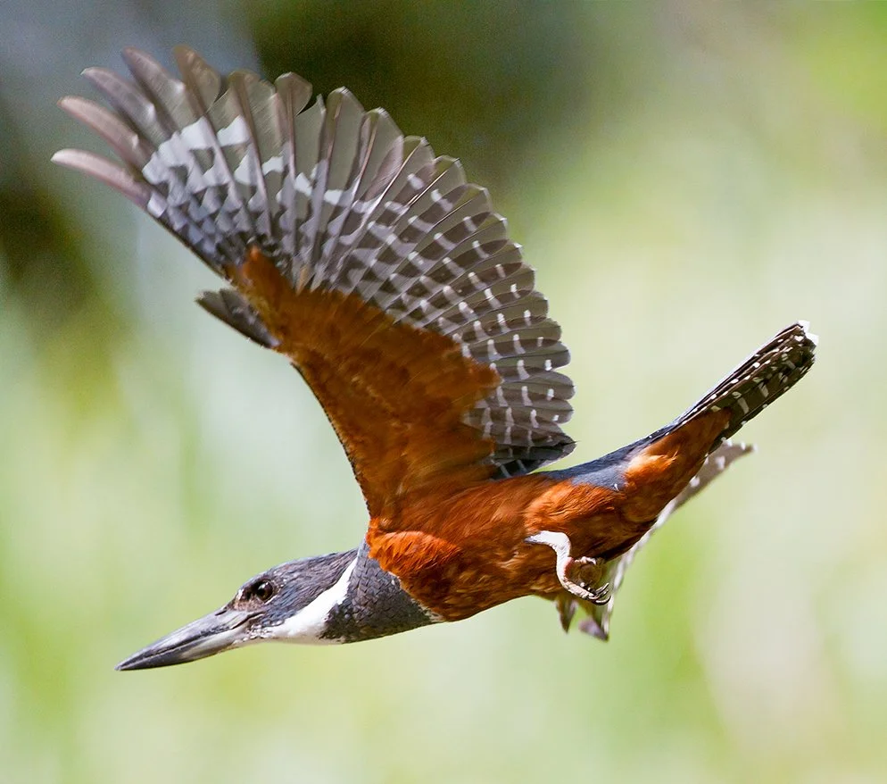 RINGED_KINGFISHER_05.jpg
