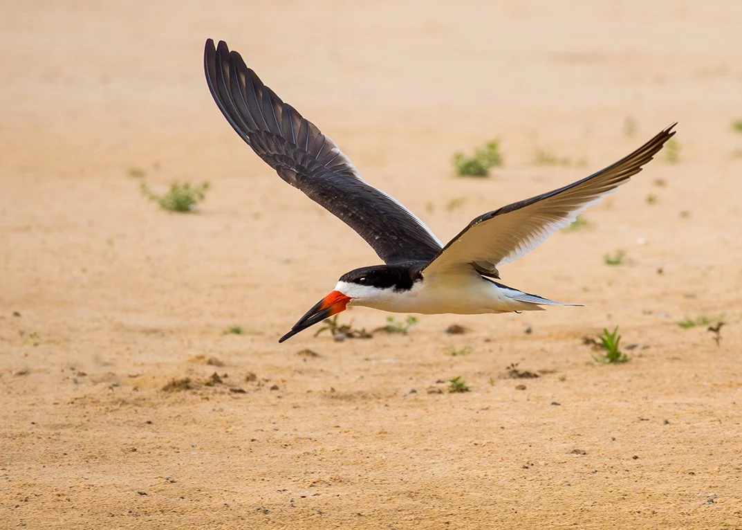 BLACK_SKIMMER_04.jpg